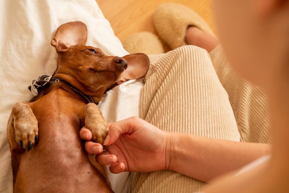 Cachorrinho recebendo carinho de seu dono