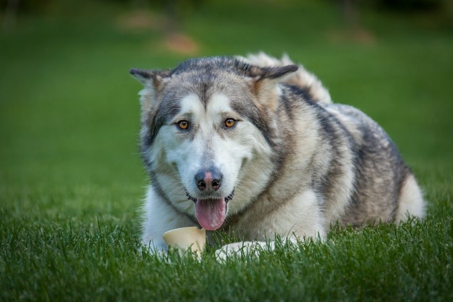 pílula que aumenta a longevidade canina