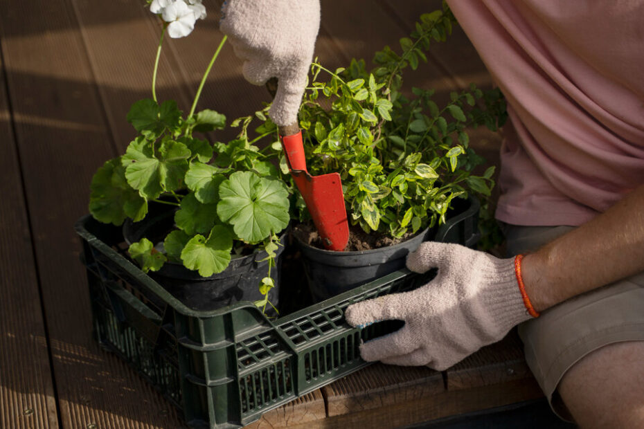 Dicas para cultivar uma horta em casa